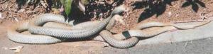 resizedimage600153-Brown-Snakes-courting